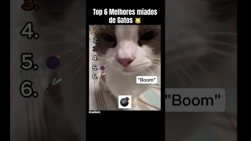 Ranking Dos Miados mais Fofos ☺️   #ranking #memes #humor #gatos #fofos