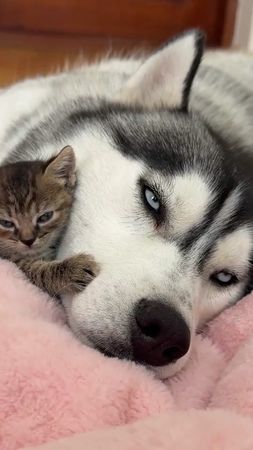 Cutest Duo Ever 😍 Tiny Kitten Needs Giant Husky to Fall Asleep!! 🐱🐺💤 ...