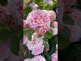 Восхитительный розовый зефир розы Эшли  #rose #розы #цветы #garden #flowers #rosé #nature #ashley