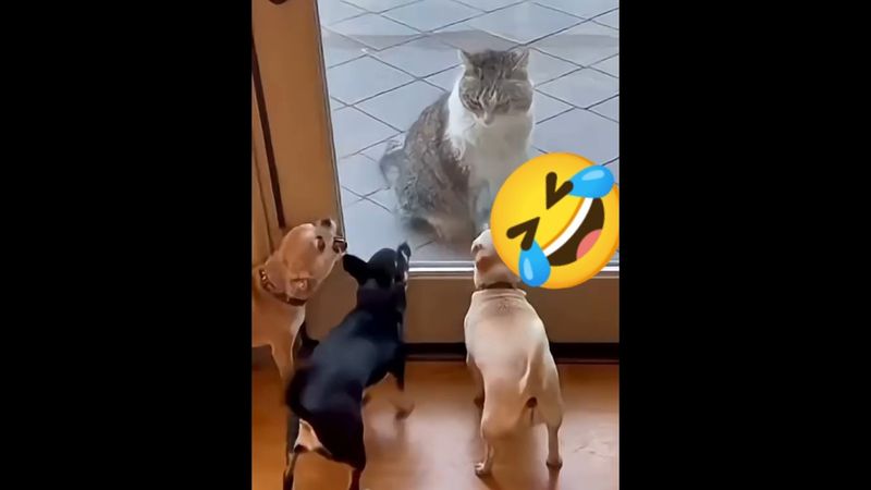 #shorts quando fai tanto il duro e Poi..,🤣🤣