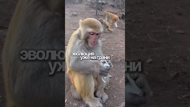 Эволюция животных под контролем пришельцев?