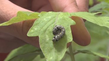 Учёные: насекомые понимают, что «говорят» растения