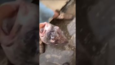 Меткость боялась этого парня🫣 #shorts #fyp #мем #юмор #прикол