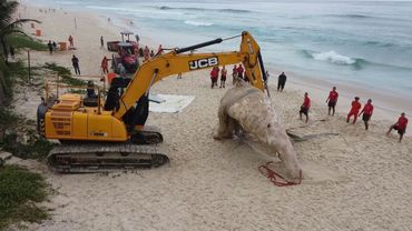 Humpback whale found dead on tourist beach in Rio de Janeiro | AFP