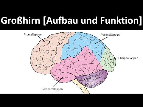 Großhirn - Aufbau und Struktur [Frontallappen, Temporallappen, Parietallappen, Okzipitallappen]
