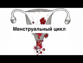 Менструальный цикл // Акушерство и гинекология