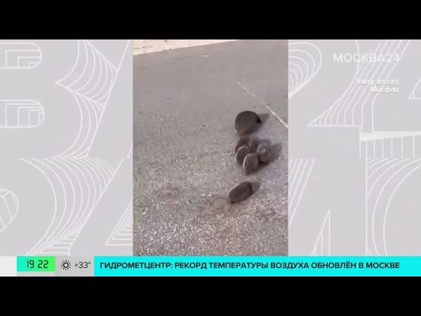 В Подмосковье засняли семейство ежей на прогулке — Москва 24