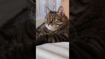 Мечты сбываются ☝️🤔😺🤣 #cat #кот #юмор #котушка #приколы #цитаты #пародия #смех