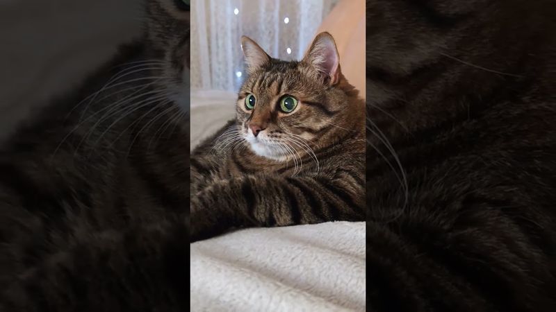 Мечты сбываются ☝️🤔😺🤣 #cat #кот #юмор #котушка #приколы #цитаты #пародия #смех