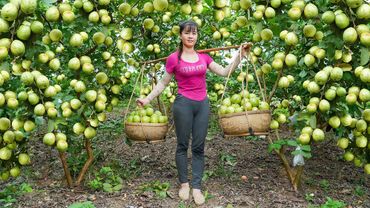 Harvesting A Lot Of Guava Fruit Goes To Countryside Market Sell || Phuong Free Bushcraft