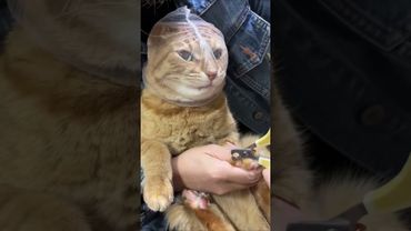 Different ways to trim your catsnails#cat#funnyvideos #fyp #catsoftiktok