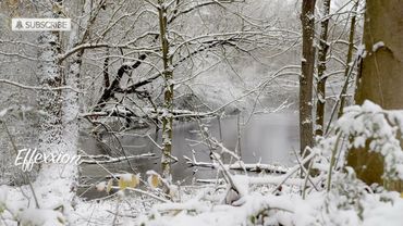 Soothing Dream Music - Winter Forest - 4K ULTRA HD - Relax