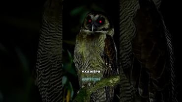 Не корми сову #амитеш #совы #птицы