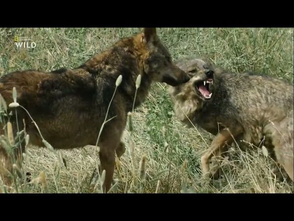 Nat Geo Wild. Дикие охотники. Волки и шакалы.