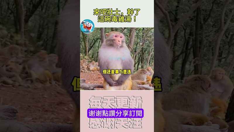 搞笑動物系列第364集 來吧壯士，幹了這碗毒雞湯！ #搞笑 #大熱門 #panda #喵哥是萌新 #animals #cat #chat #funny #萌宠 #萌宠 #https