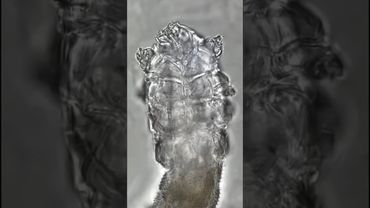 Тайный Житель Твоего Лица