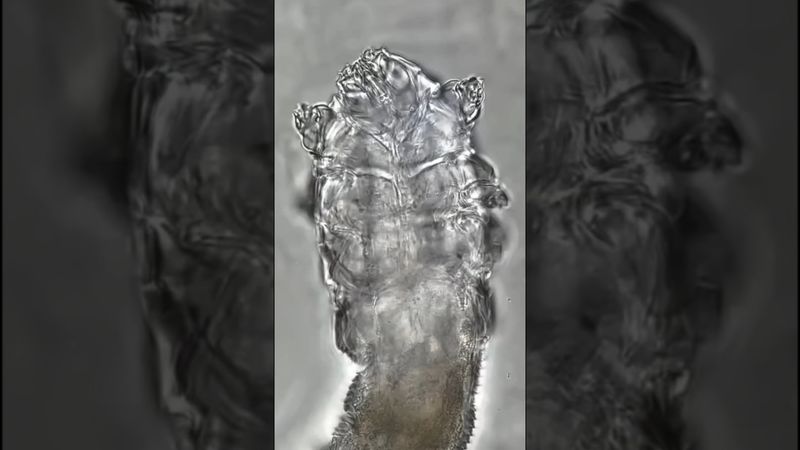 Тайный Житель Твоего Лица