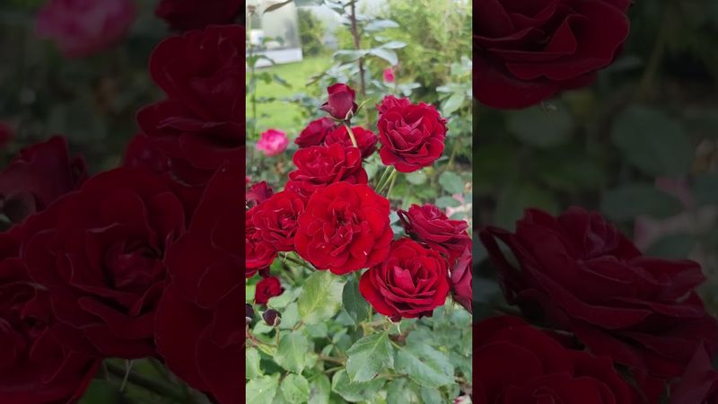 Бордовые розы Лаваглут в нашем прекрасном саду