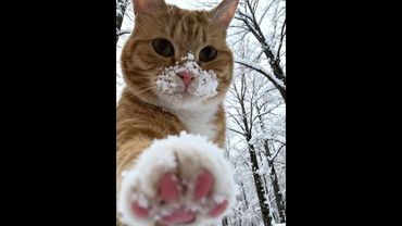 😺 New funny videos with cats and kittens! 🐈 Cheer yourself up! 😸