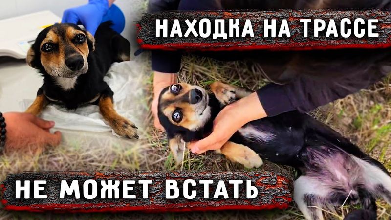 Остановились на трассе и случайно увидели в траве собаку, не может встать. Как сложилась ее судьба?