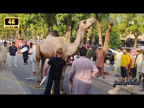 camel slaughter 2025