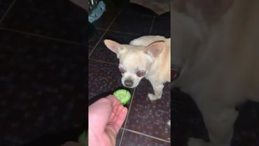 Лёлечка🤪😎😡 #memes #мем #чихуахуа #лёлечка #злаясобака #огурец #смех #смешно