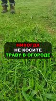 Не косите траву на огороде! И вот почему #огород #сад #дача #сорняки