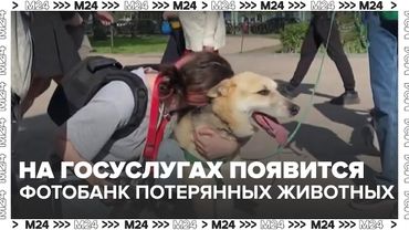 На Госуслугах появится фотобанк потерянных животных — как это поможет найти питомца — Москва 24