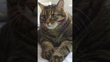 Особо не погоняешь 🙀😉😆🤣 #cat #кот #юмор #котушка #приколы #цитаты #юмордлявзрослых