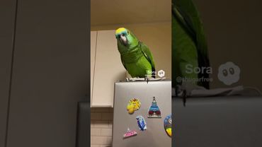 Кот и попугай №93🦜#shorts #viral