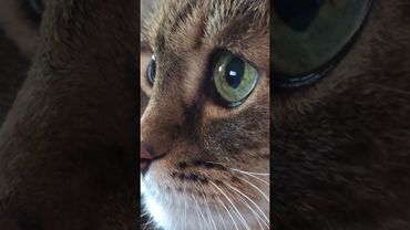 Я тебя найду ☝️😻😉🤣 #cat #кот #юмор #котушка #приколы #цитаты #прикольныекоты