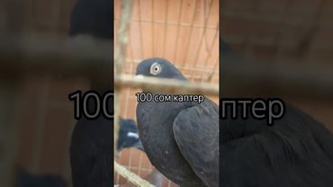 100 сом каптер