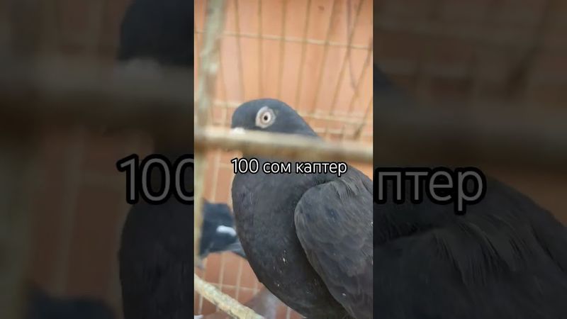 100 сом каптер