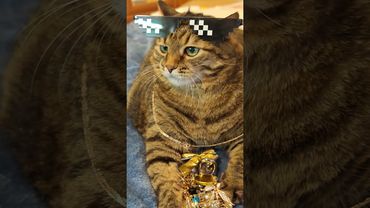 Молчание золото 💛🙀🤔🤣 #cat #кот #юмор #котушка #приколы #цитаты #смех