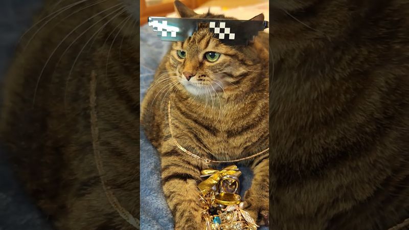 Молчание золото 💛🙀🤔🤣 #cat #кот #юмор #котушка #приколы #цитаты #смех