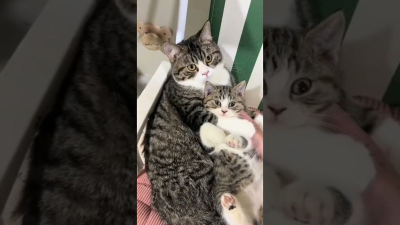 The tenderness of mother cat. 🥰🥰