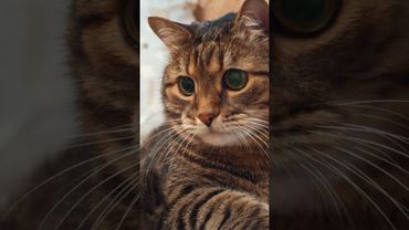 Источник питания 🔋😉😼🤣 #cat #кот #юмор #котушка #приколы #цитаты