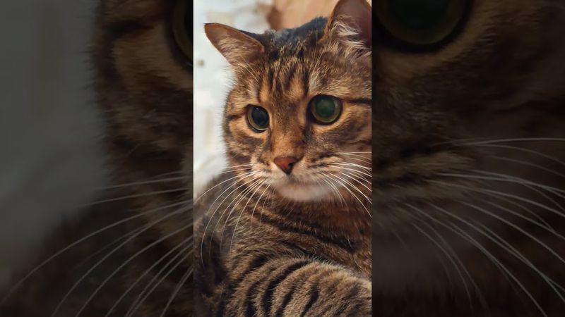 Источник питания 🔋😉😼🤣 #cat #кот #юмор #котушка #приколы #цитаты