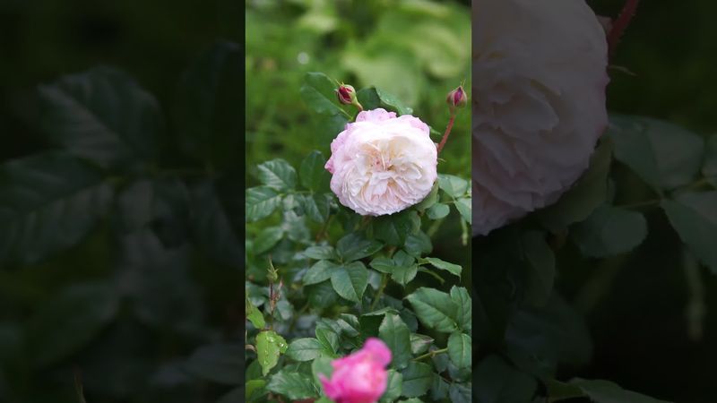 Роза Constance (Констанс)