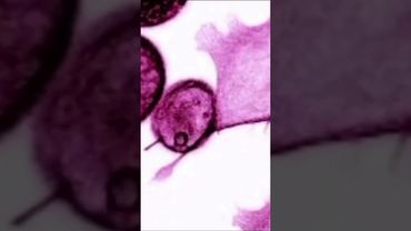 Охотник Внутри Нас