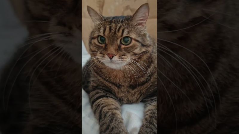 О проблемах 🙀🤔🤫🤣 #cat #кот #юмор #котушка #приколы #цитаты