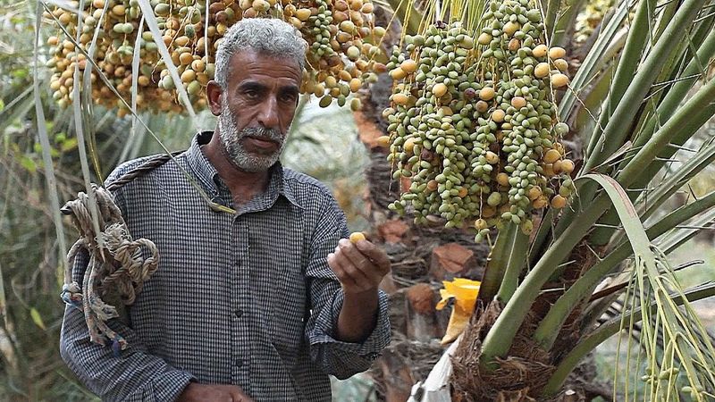 Фермеры в Ираке уходят в пустыню из-за повышения солёности почвы