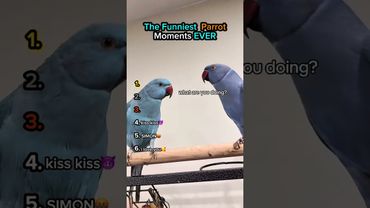 funny parrots part 3 #funny #funnybirds #birds #funnypets #funnyanimals #parrot