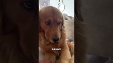 Одна привычка хозяина разрушает психику питомца!