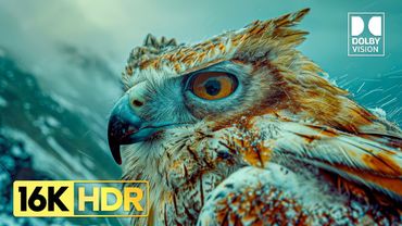 World's UNSEEN Dolby Vision 16K HDR 120FPS Video (4K / 8K TV)