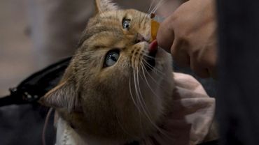 A purr-fect day at the Hong Kong cat expo | AFP