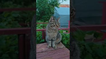 А что ты замуж не выходишь?🤔🙀😉💔 #cat #кот #юмор #кино #котушка #приколы #цитаты