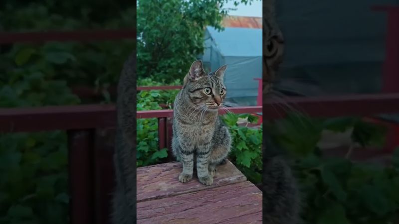 А что ты замуж не выходишь?🤔🙀😉💔 #cat #кот #юмор #кино #котушка #приколы #цитаты