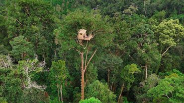 Beyond the Canopy – Building a Survival Shelter Beneath the Jungle Giants | Bushcraft skills