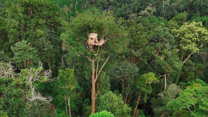 Beyond the Canopy – Building a Survival Shelter Beneath the Jungle Giants | Bushcraft skills